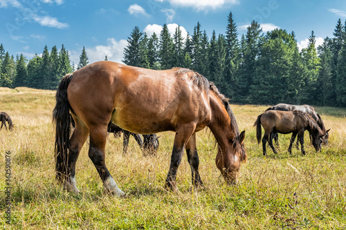 Wild horses  Muran plain  Slovakia