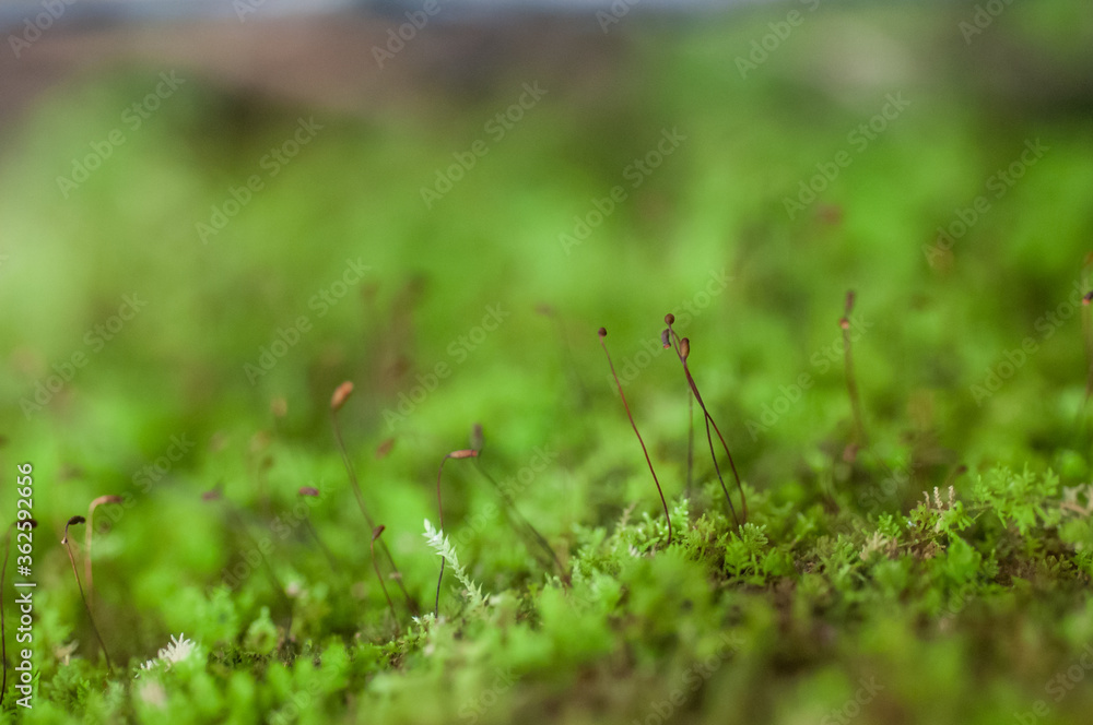 green grass with dew drops green grass with dew drops