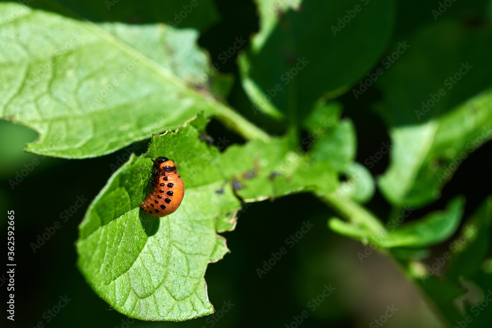 Close-up photo of red potato beetle larvae on a plant leaf. Agricultural on a farm in South Moravia in the Czech Republic. Close-up photo of red potato beetle larvae on a plant leaf. Agricultural on a farm in South Moravia in the Czech Republic.