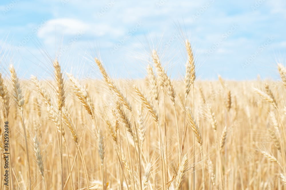 field with ears of wheat against the blue sky. Ripe Bread Harvesting field with ears of wheat against the blue sky. Ripe Bread Harvesting