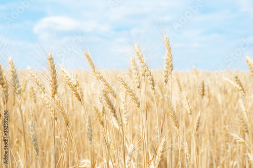 field with ears of wheat against the blue sky. Ripe Bread Harvesting