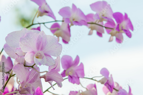 pink orchid flowers © Tongsai Tongjan