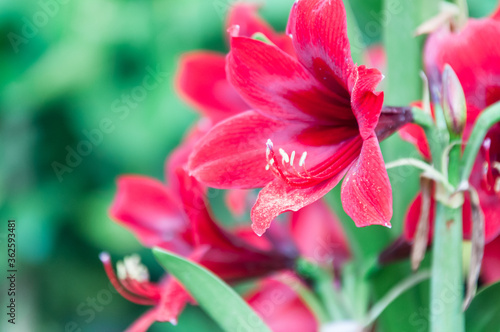 pink lily flower