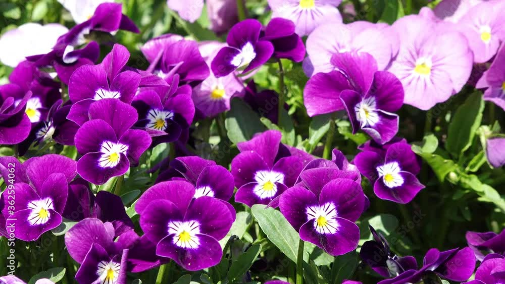 horned pansy flowering in the nature horned pansy flowering in the nature