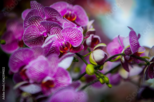 purple orchid flower