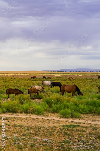Herds of animals in the pasture. Storm clouds in the sky. Horses and cows graze in the steppe. Summer steppe landscape. Pasture. Meadow with green grass and flowers. Animal shepherd grazes. © Эльвира Турсынбаева