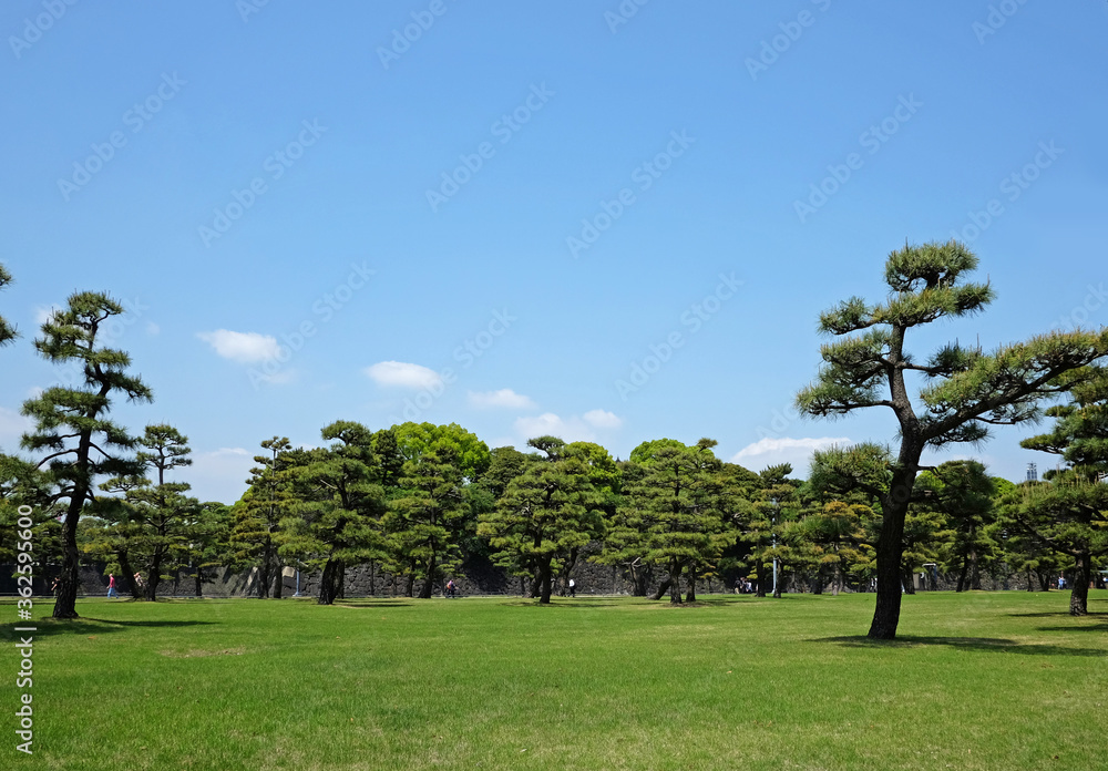 Field trees and blue sky