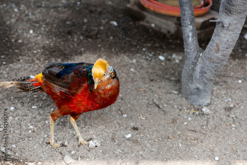 Oiseau ferme