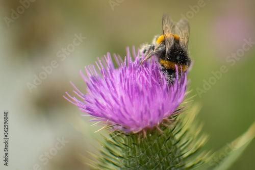 Bee harvesting on Milk Thistle