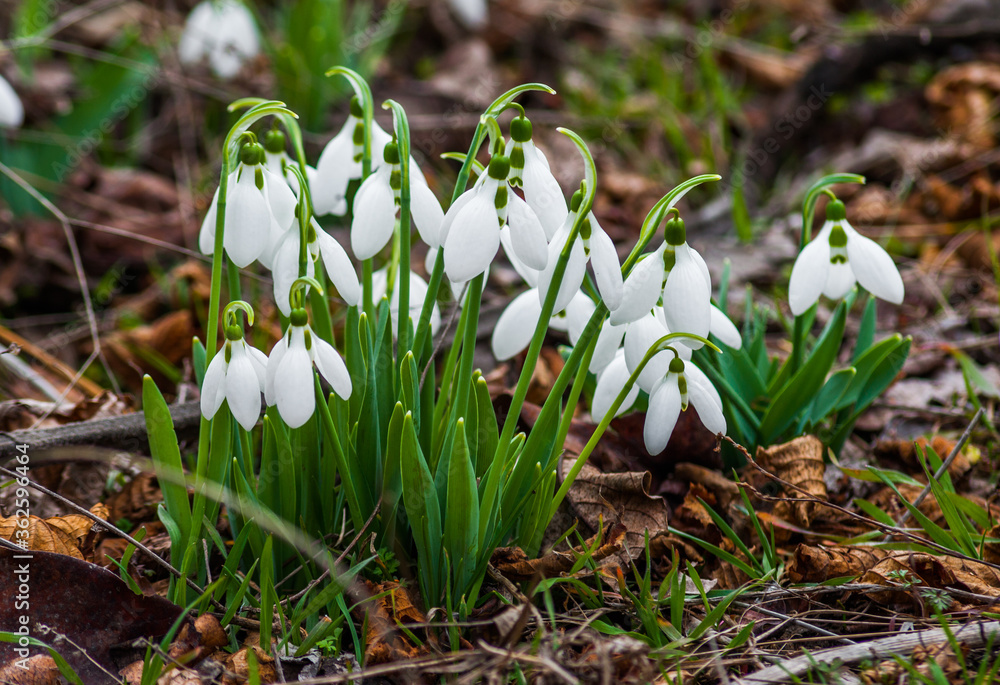 Snowdrops in natural environment