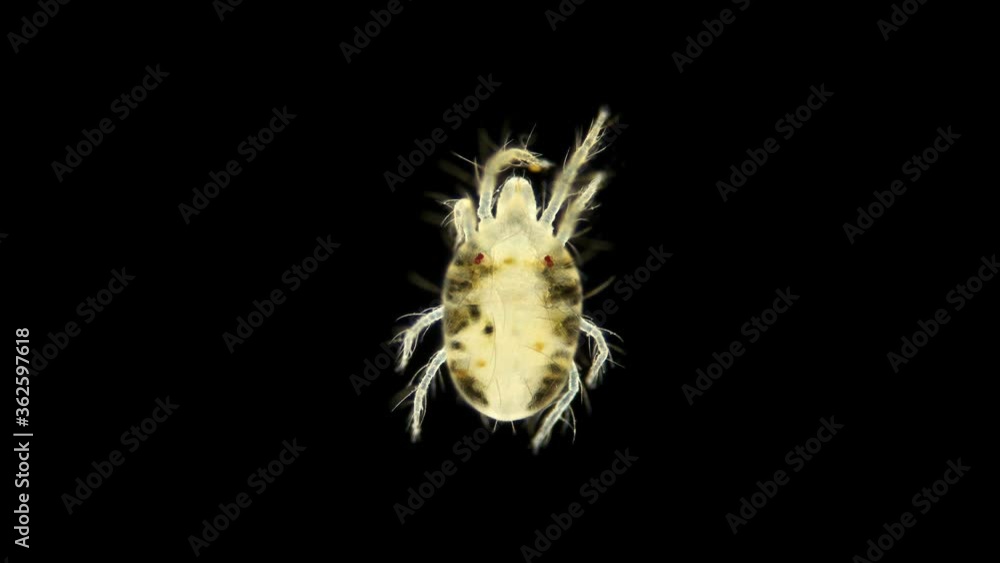 An ordinary spider mite under a microscope, the Tetranychidae family, herbivorous, dangerous