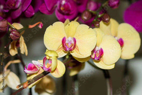 orchids in full bloom