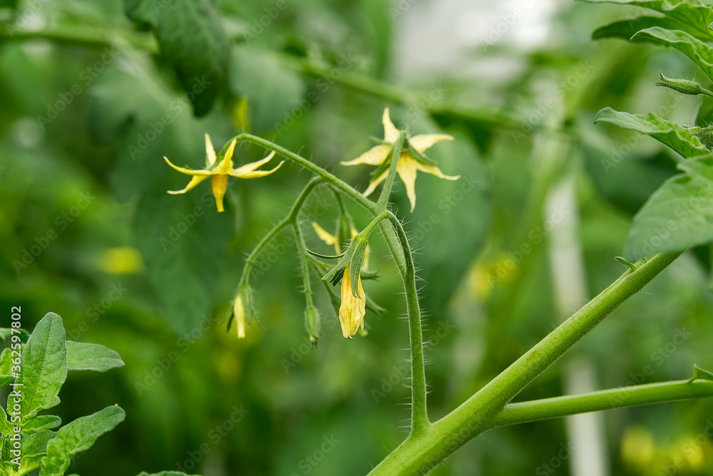 Organic Tomato Flower in home garden. Bright yellow flowers of tomatoes. Organic Tomato Flower in home garden. Bright yellow flowers of tomatoes.