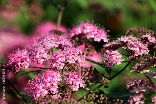 Pink flowers of Spiraea Japonica on a bush. Ornamental summer garden