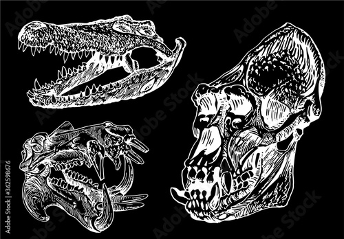 Graphical set of skulls isolated on black ,vector engraved elements 