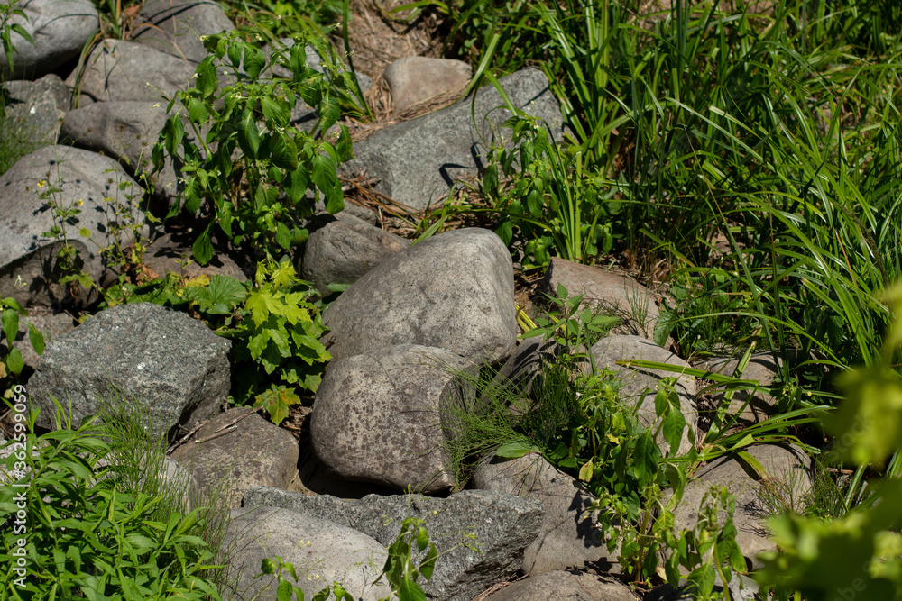 paved stones in a landscaped garden paved stones in a landscaped garden