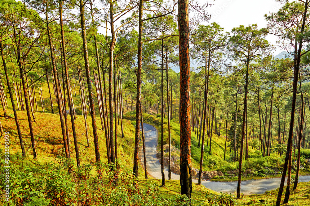 Beautiful view of pine forest at himalaya range, Almora, Ranikhet, Uttarakhand, India.