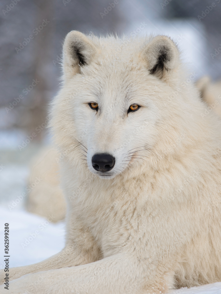 Portrait of a polar wolf on a grey background Portrait of a polar wolf on a grey background