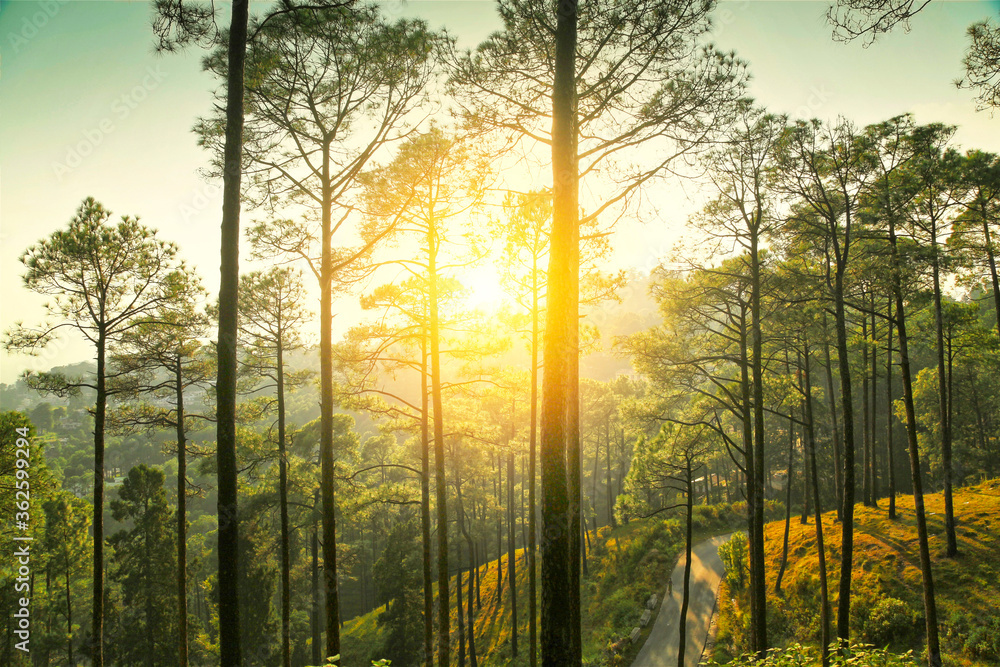 Beautiful sunrise view of pine forest at himalaya range, Almora, Ranikhet, Uttarakhand, India. Beautiful sunrise view of pine forest at himalaya range, Almora, Ranikhet, Uttarakhand, India.