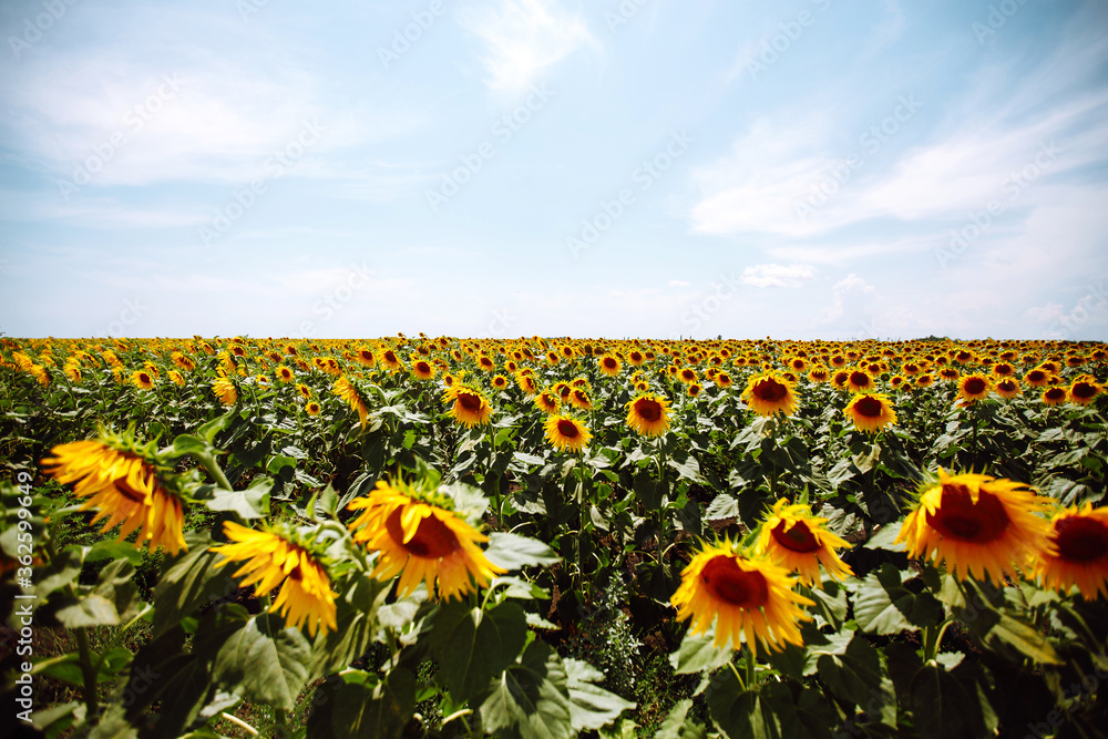 Obraz premium Sunflower field with cloudy blue sky. Closeup of sunflower on farm. Rural landscape.