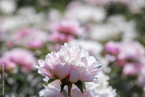 White flower peony flowering