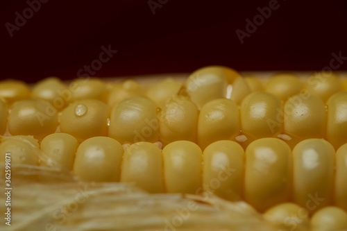close-up view of the yellow corn seeds
