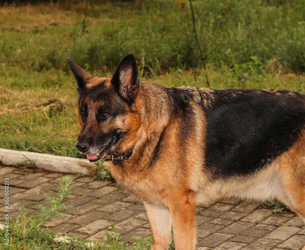 The Sheepdog is standing on the path. The dog walks in the evening.