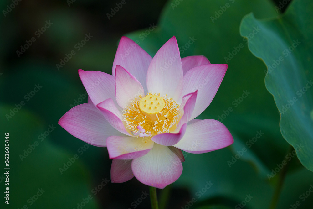 Lotus in full bloom