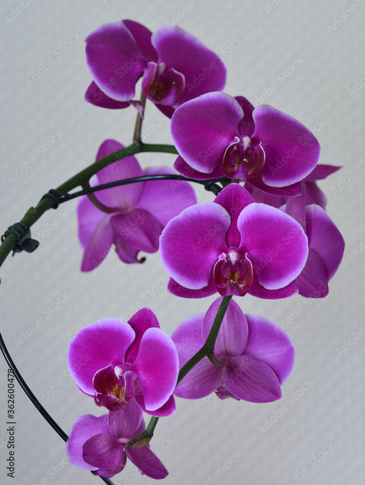 Fototapeta premium Orchidée