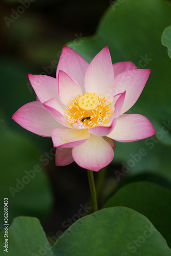 Lotus in full bloom