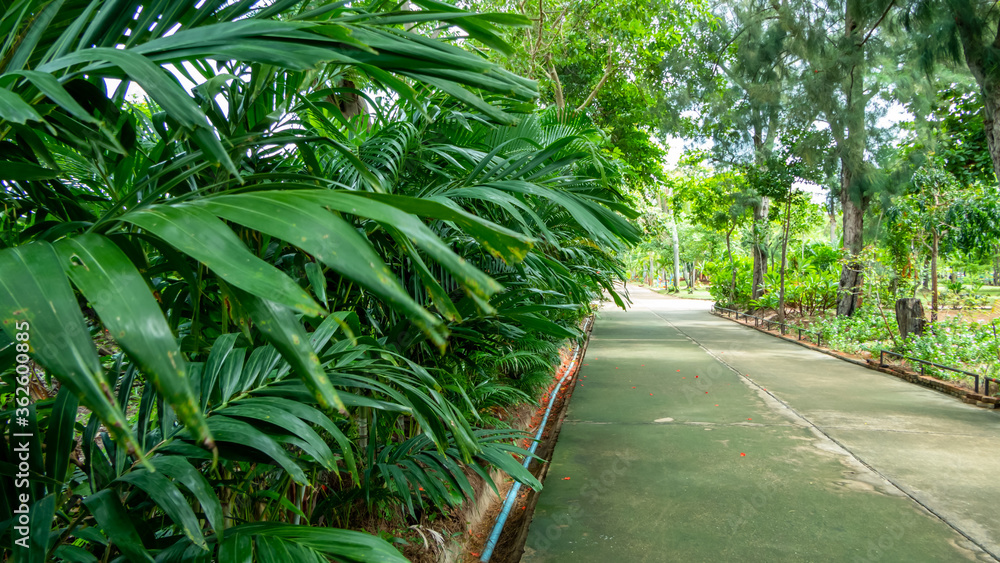 The concrete road in the park that goes straight The concrete road in the park that goes straight
