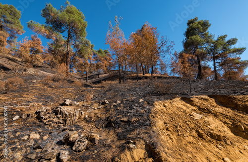 Forests and trees burnt during a massive forest fire, Troodos Cyprus