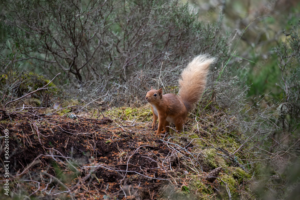 red squirrel, Sciurus vulgaris, very near standing up on forest floor surrounded by heather and grass during spring in scotland.