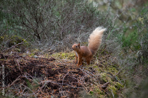 Obraz na płótnie red squirrel, Sciurus vulgaris, very near standing up on forest floor surrounded by heather and grass during spring in scotland. w salonie