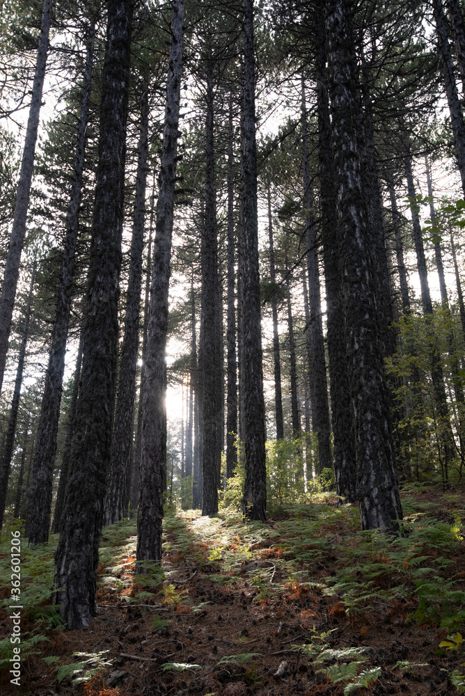 Fototapeta premium Mountain forest woodland, Troodos mountains Cyprus