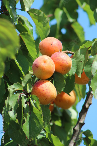 Ripe apricots grow on a branch among green leaves,All Fresh in organic garden in Italy.With the green leaf background.