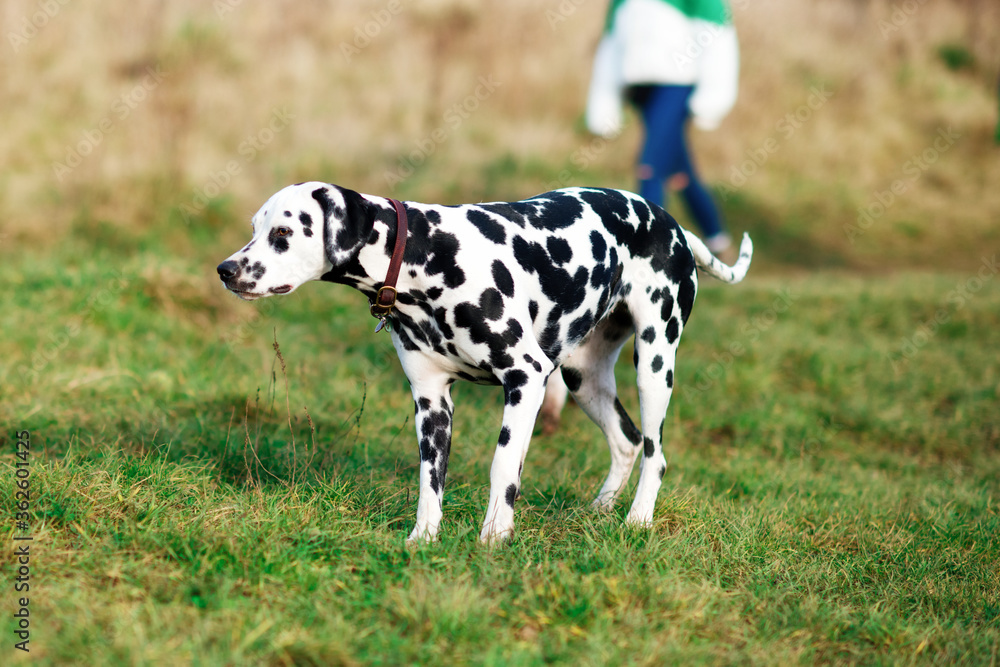 Dalmatian out for a walk looking at side and running in the park Dalmatian out for a walk looking at side and running in the park