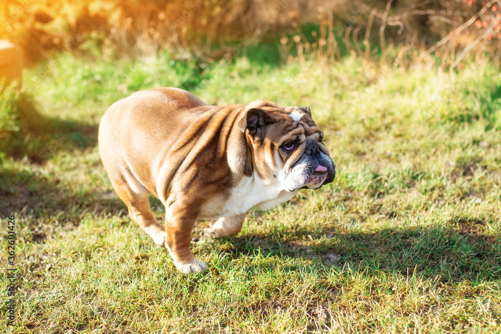 Red English Bulldog with tongue out for a walk running up in the park