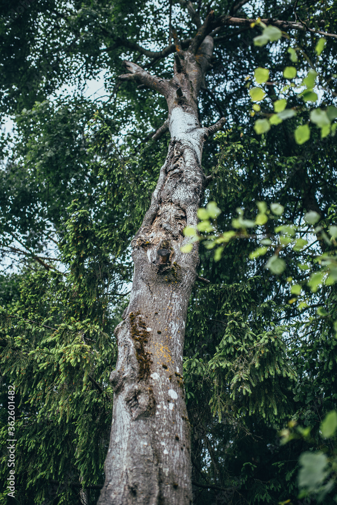 Fototapeta premium Old tree in the forest - trunk with bark and broken branches