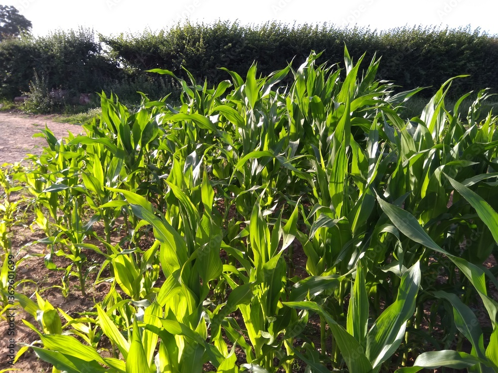 corn corn