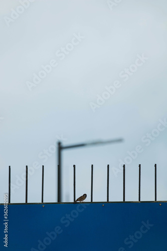 a bird on the railing
