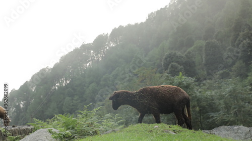 bear in the mountains