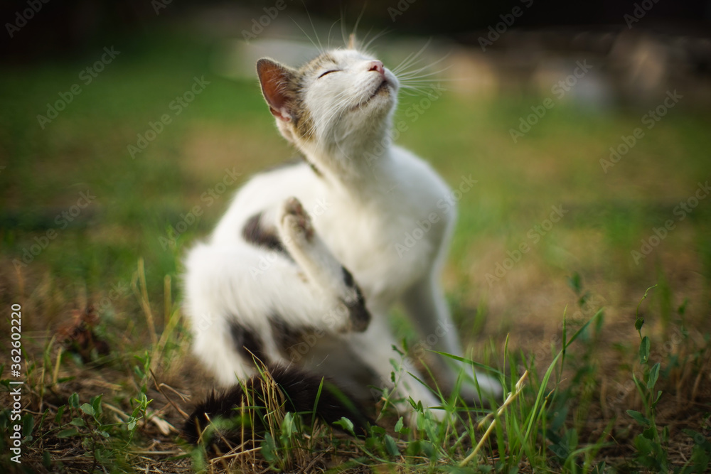 White cat paw scratches behind the ear. Fleas and ticks in domestic animals. Kitty sitting on the grass in evening White cat paw scratches behind the ear. Fleas and ticks in domestic animals. Kitty sitting on the grass in evening