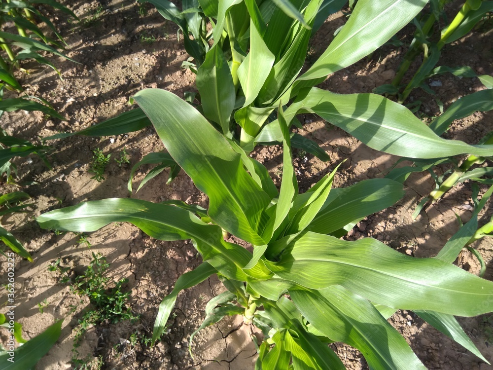 Obraz premium blossom