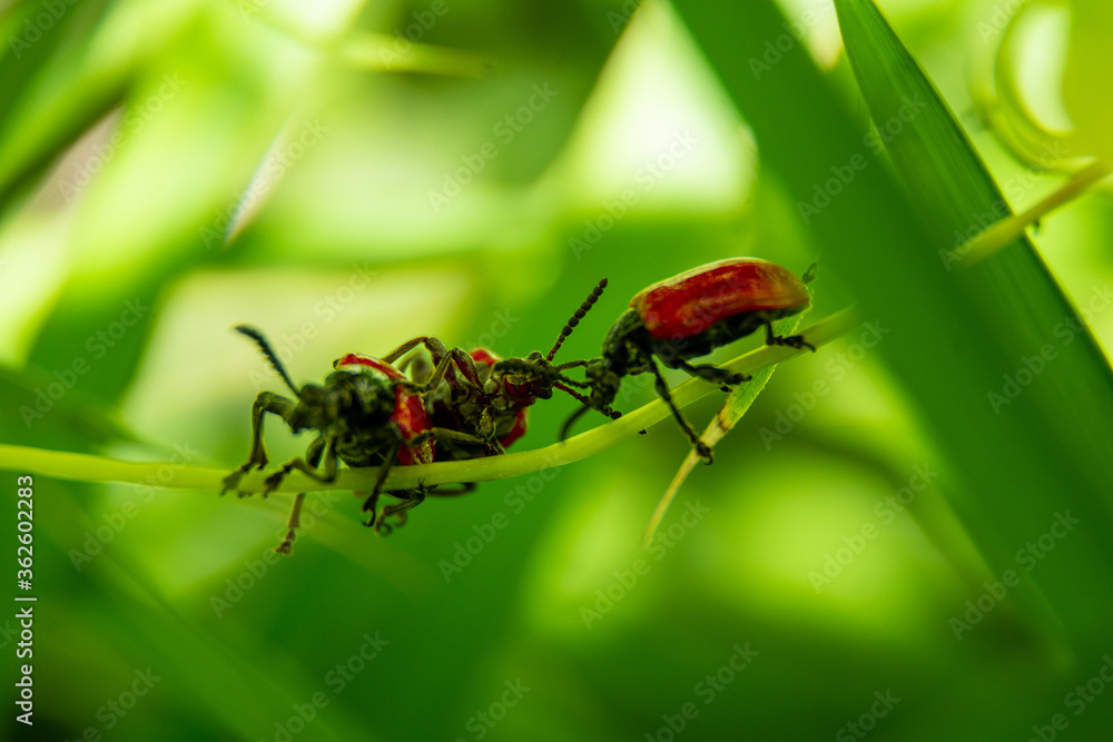 lily leaf beetles life, they're fighting for reproduce in green grass leaf. lily leaf beetles life, they're fighting for reproduce in green grass leaf.