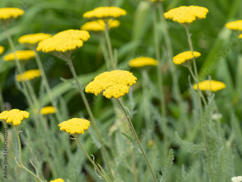 (Achillea filipendulina) Touffes dressées d'achillée à feuilles de fougère ou achillée filipenduline à fleurons plats jaune citron au feuillage découpé vert clair photo