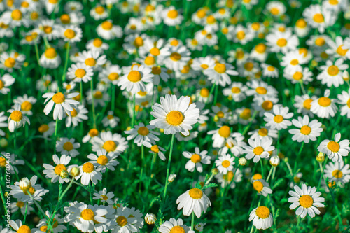 Wild daisies. Field with bright and colorful chamomiles