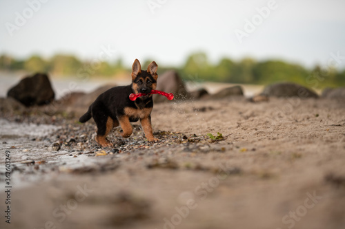 Altdeutscher Deutscher Schäferhund Welpe spielt am Strand photo