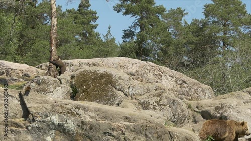 Bear cub climbing down a Tree on cliff and Running to mother Bear photo