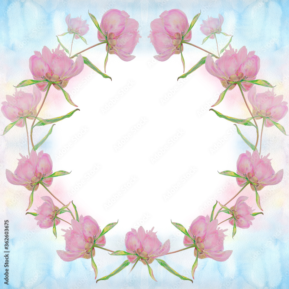 Flowers - frame of flowers. Peony. Garden flowers.
Botanical drawing. Use printed materials, signs, items, websites, maps, posters, postcards, packaging.